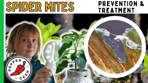 Spider Mites - Prevention and Treatment - Pepper Geek - YouTube