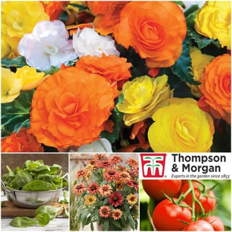 Thompson & Morgan | Flower Veg Seed and Plants | UK + Eire Delivery