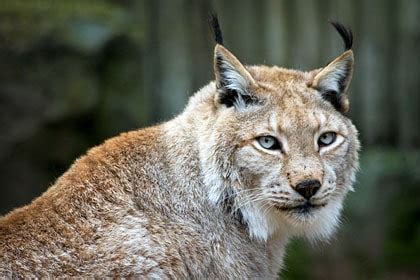 Wildlife of Ladakh: 20 mammals & birds - Ju-Leh Adventure