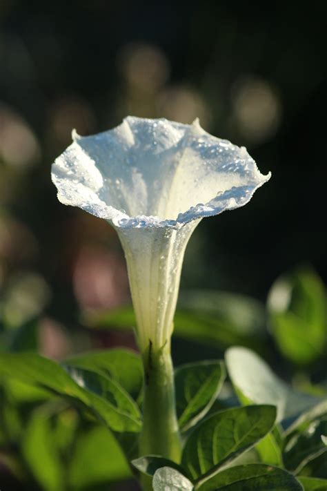 Datura metel / Angel's Trumpet – One Nature Plant Nursery