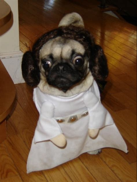 Star Wars Pug Costume GIFS! — WEIRD WORLD