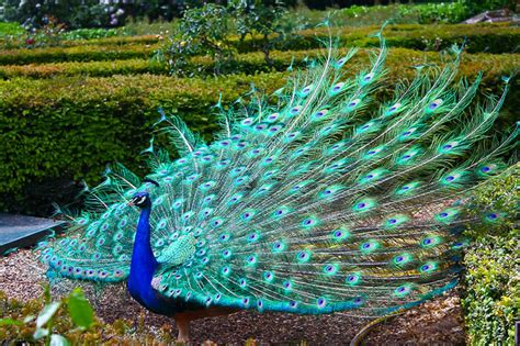 peacock with his wings all spread out - Birds Photo (36100025) - Fanpop