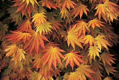 Acer 'Autumn Moon' Japanese Maple 13" Pot - Hello Hello Plants