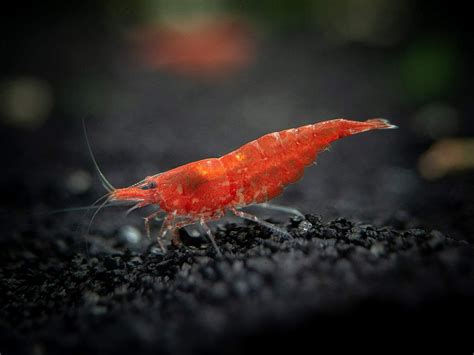 Red Cherry Shrimp - aquascape