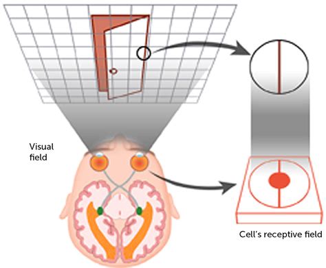 Aman's AI Journal • Primers • Receptive Field