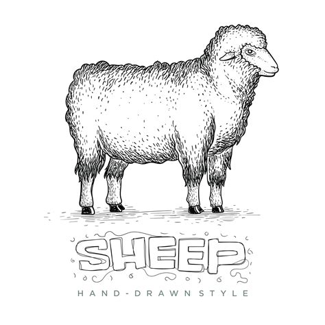 Sheep Side View Drawing