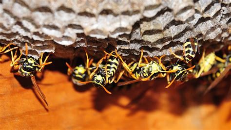 How to Get Rid of Wasps in Your Attic | Attic Projects