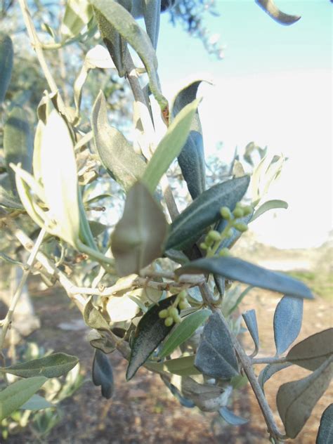 A Walk Through the Valley: Olive Harvest