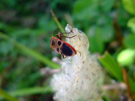 Milkweed Bugs pictures | Nature, Cultural, and Travel Photography Blog