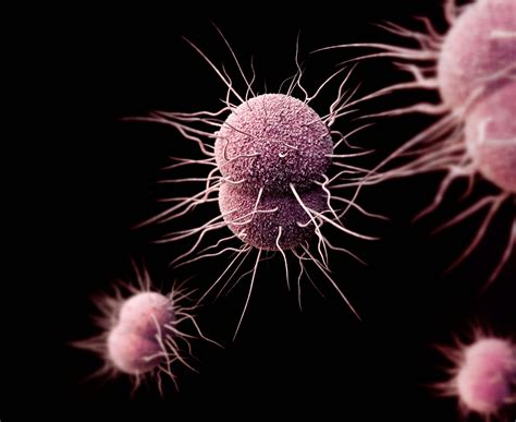 Gonorrhea May Become Untreatable, CDC Warns | The Science Explorer