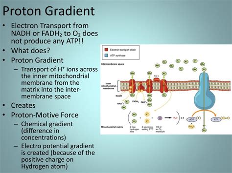 What is the energy source that drives the proton gradient - tatanature