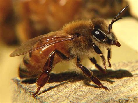 The Role of the Worker Bee - PerfectBee