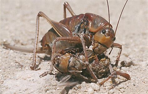 Mormon crickets are back — 3 inches long and wreaking havoc in Idaho ...