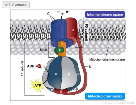 biochemistry - In which direction does ATP synthase rotate? - Biology ...