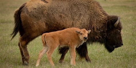 9 Top Wildlife Experiences in Yellowstone National Park