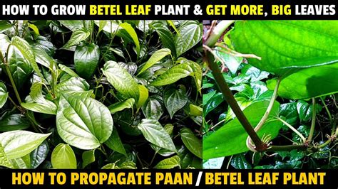 How To Grow Betel Leaf Plant & Get More, Big Betel Leaves | Betel Leaf ...