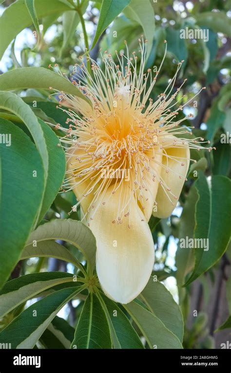 Baobab tree ( Adansonia gregorii ) flower Stock Photo - Alamy