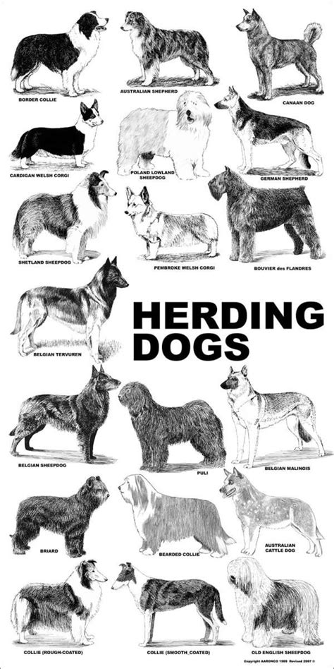 Aaronco Poster - Herding Dogs - Barkleigh Store | Dog breeds chart, Dog breed poster, Herding dogs