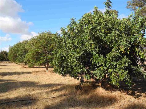 Garden of Life: Raising funds by harvesting Carob Bean Trees.