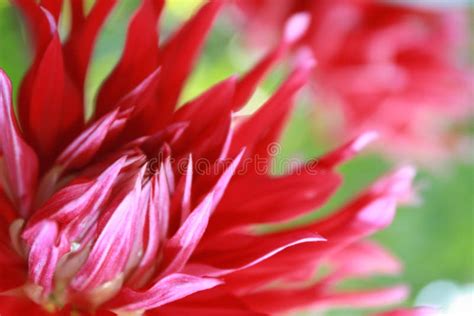 Red dahlia in the garden stock image. Image of orange - 103806575