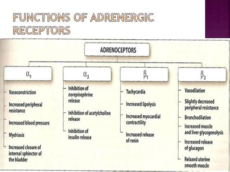 8 Alpha Beta Adrenergic Receptors Chart | Pharmacology nursing ...