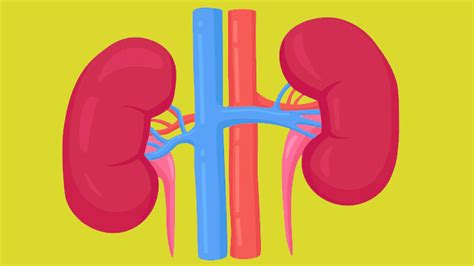 Kidney Disease: Symptoms, Causes and Treatment – NutritionFact.in