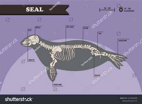 Anatomy Harbor Seal Seal Skeleton Stock Vector (Royalty Free) 2116488095 | Shutterstock