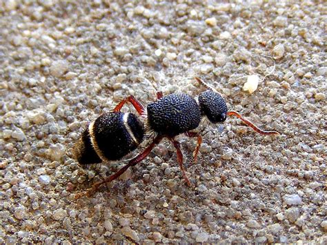 Days on the Claise: Velvet Ant