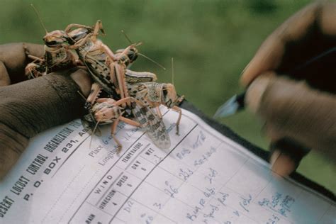 Activities | Locust Watch | Food and Agriculture Organization of the ...