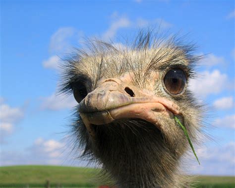 ostrich-face