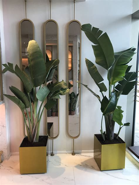 Banana Palms - Strelitzia's planted in square polished brass planters Banana Plant Indoor ...