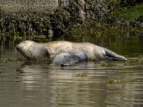 Mother and Baby Seal | Mother and baby seal at meal time. | Tom Taker | Flickr