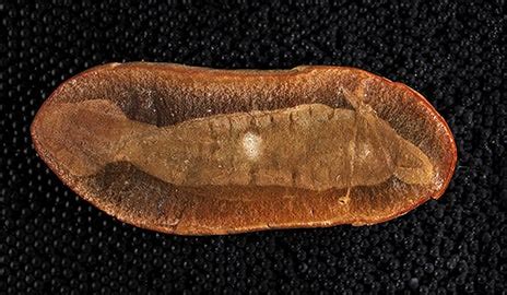 Solving the mystery of the Tully Monster | YaleNews