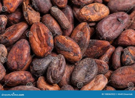 Close Up Shot of Raw Cocoa Beans Stock Photo - Image of nibs, bitter: 108362922