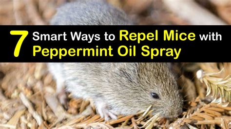 Peppermint for Mice - Controlling Mice with Peppermint Oil Spray