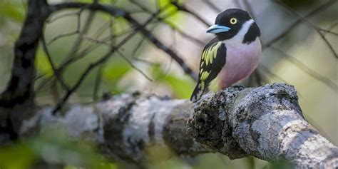 Danum Valley wildlife location in Borneo, Asia | Wildlife Worldwide