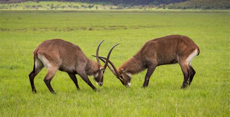 Akagera National Park in Rwanda - Journeys by Design