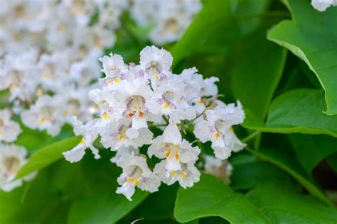 How to Choose, Plant, and Grow a Catalpa Tree | HGTV