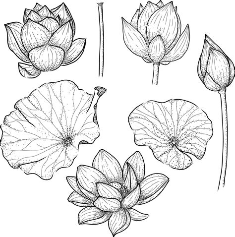 Lotus Vector Art, Icons, and Graphics for Free Download