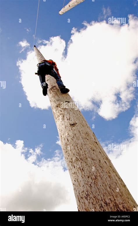 Tree climbing competition Wales 2005 Stock Photo - Alamy