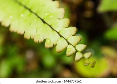 Green Cliff Brake Fern Leaf Stock Photo 1444707161 | Shutterstock