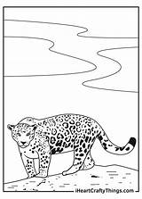 Jaguar Laying Down Coloring Page sketch template