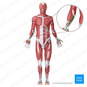 Palmaris longus: Origin, insertion and function | Kenhub