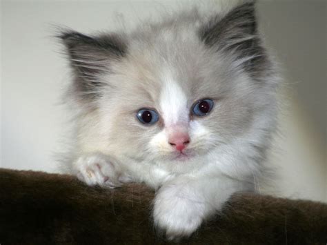 Ragdoll Cats - MY PETS