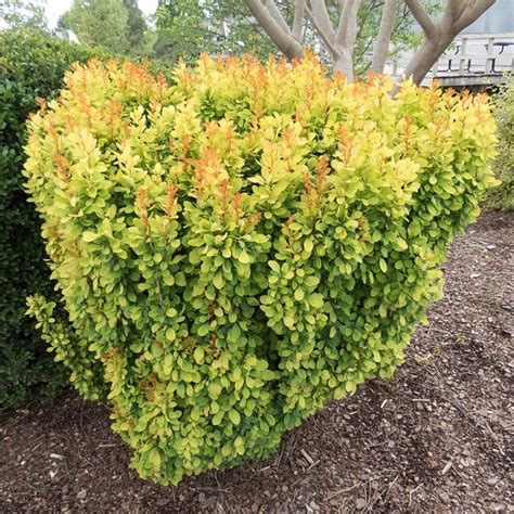 Berberis thunbergii 'Golden Rocket' Barberry | Garden Center Marketing