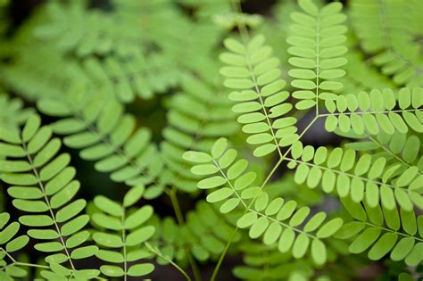 Free Stock Photo 10970 Small delicate green leaves background | freeimageslive