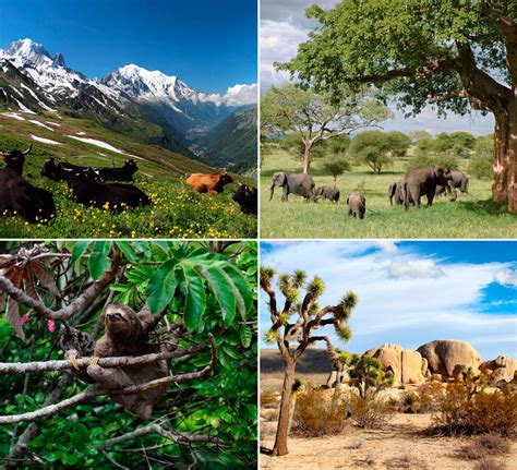 Características del ecosistema terrestre