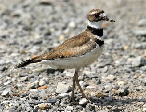 Killdeer, the bird that lives dangerously - Wild About Utah