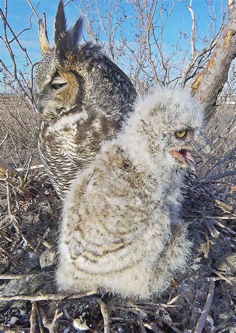 Great Horned Owl Nesting Habits