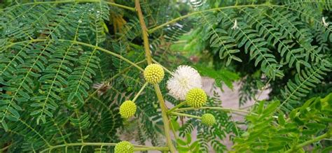 Leucaena Leucocephala Subabul Jumbay Tamarind Ipil-ipil Stock Image Stock Photo - Image of ...